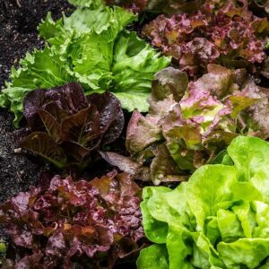 Lettuce