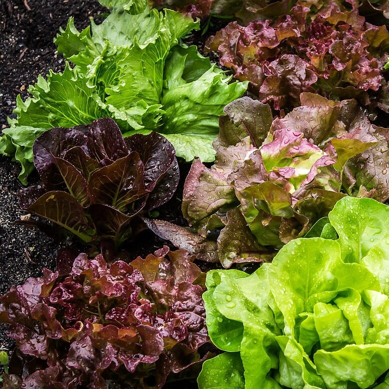 maxmann-salad-2376777_1280