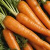 Carrots - Per Bunch