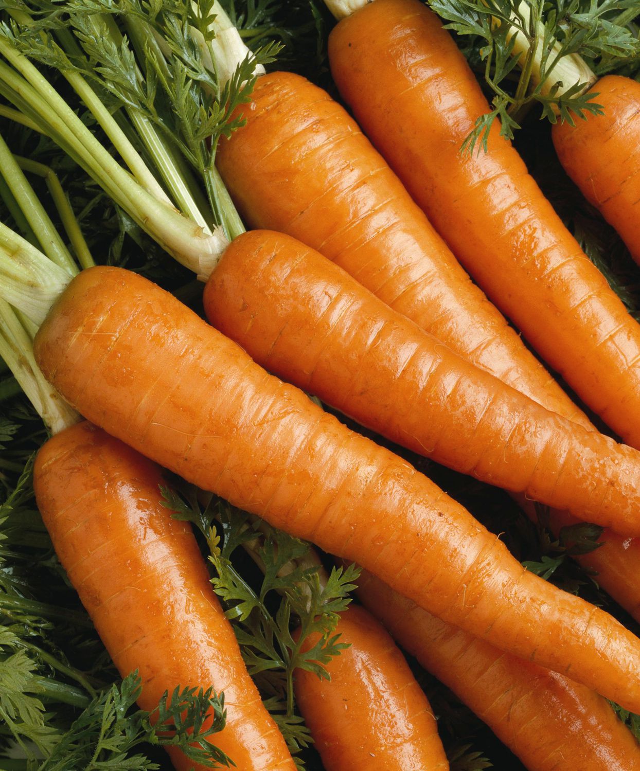 Carrots - Bunch