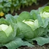 Cabbage - Per Head