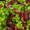 Lettuce Mix with Cos - Family 200g