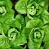 Lettuce Little Gem - Per Head