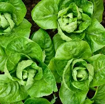 Lettuce - Little Gem per head