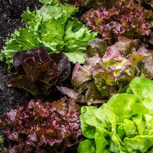 maxmann-salad-2376777_1280